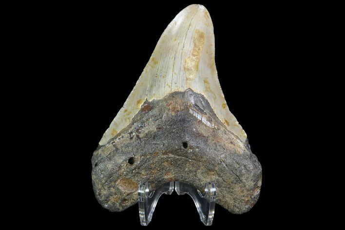 Fossil Megalodon Tooth - North Carolina #99856